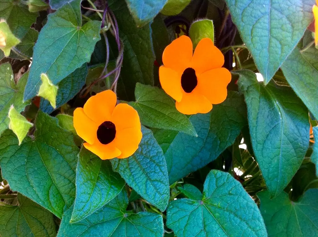 Thunbergia alata Superstar Orange - Online Flower Garden Acanthaceae Thunbergia alata ‘Superstar Orange’