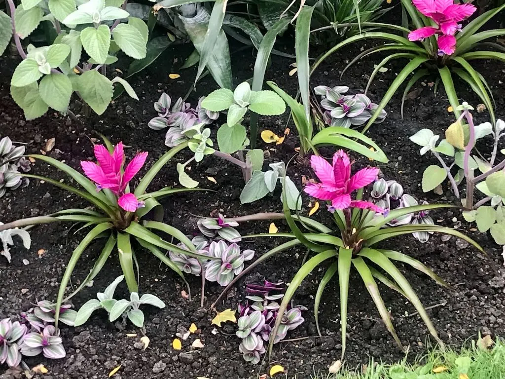Tillandsia cyanea