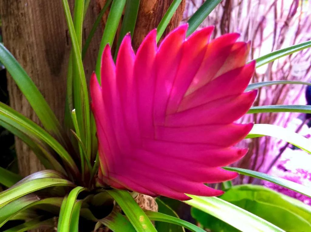 Tillandsia cyanea