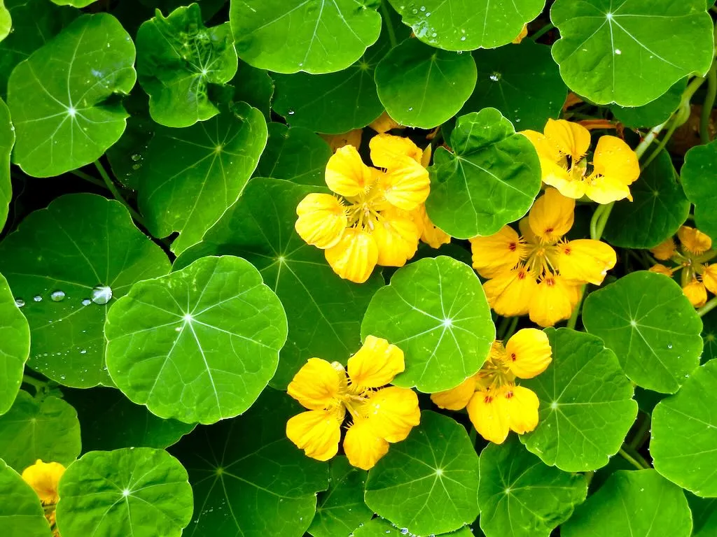 Tropaeolum majus or Nasturtium-1 - Online Flower Garden Tropaeolaceae Tropaeolum majus or Nasturtium