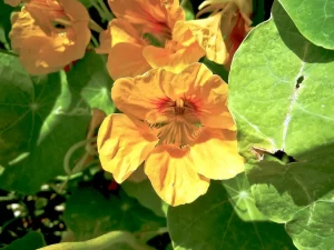 Tropaeolum majus or Nasturtium