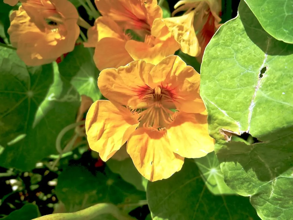 Tropaeolum majus or Nasturtium - Online Flower Garden Tropaeolum majus or Nasturtium