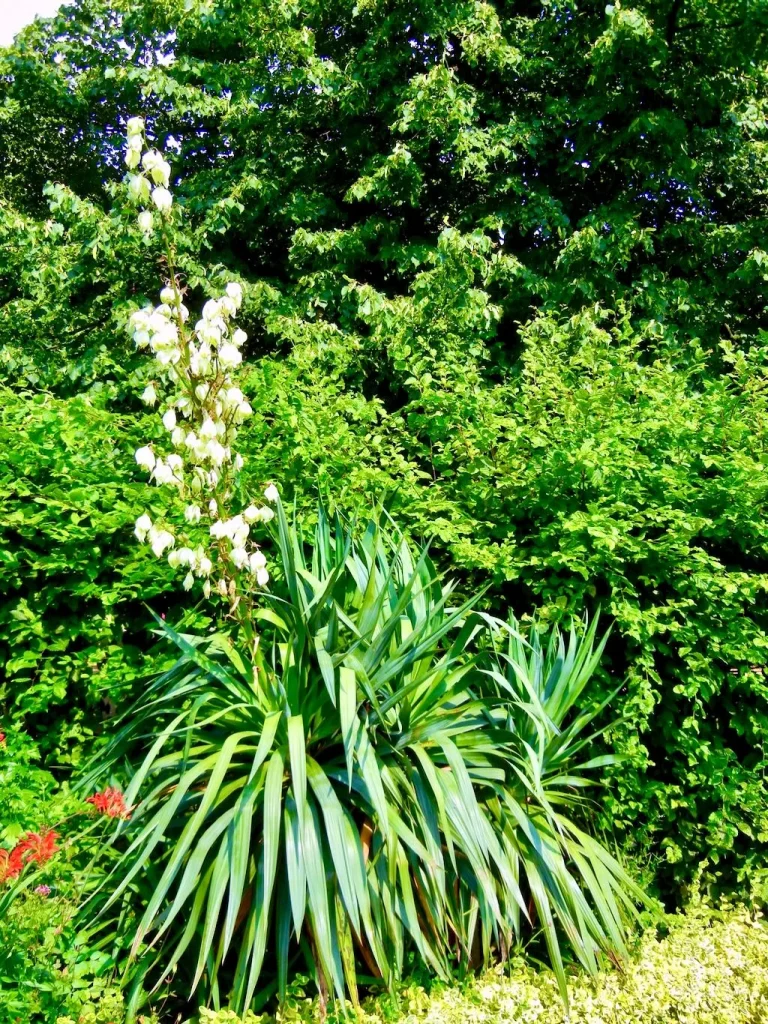 Yucca filamentosa-1 - Online Flower Garden Yucca filamentosa