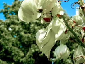 Yucca filamentosa