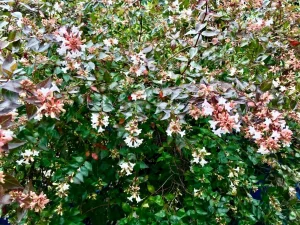 Abelia x grandiflora