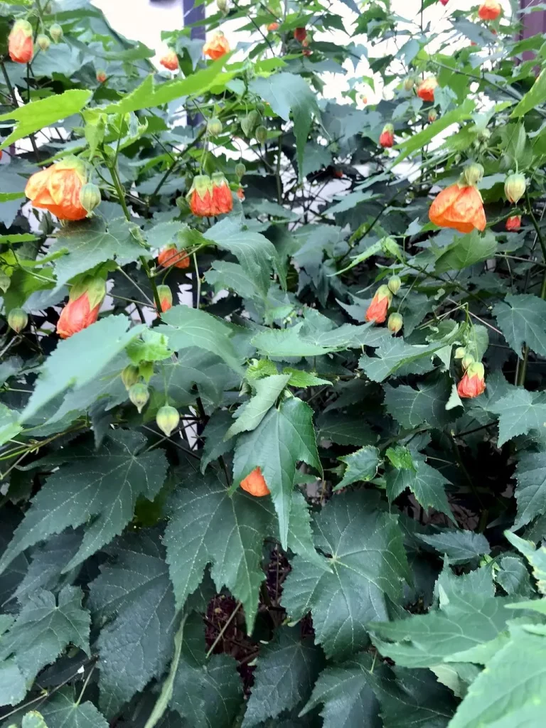 Abutilon Marion-1 - Online Flower Garden Abutilon'Marion'
