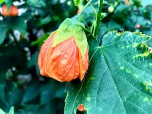 Abutilon 'Marion'