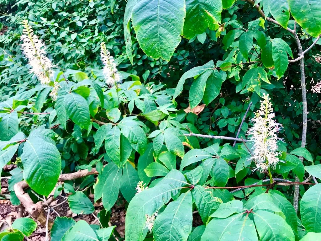 Aesculus parviflora-1 - Online Flower Garden Aesculus parviflora
