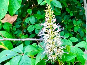 Aesculus parviflora