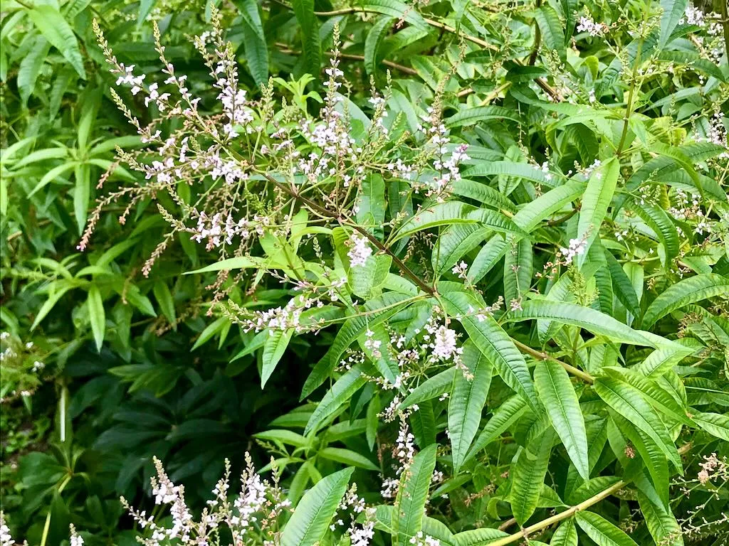 Aloysia citrodora