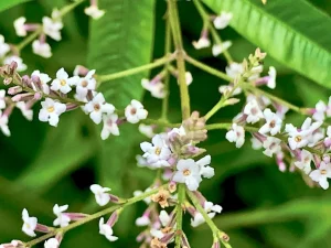 Aloysia citrodora