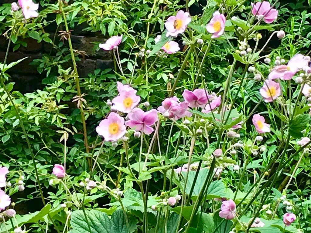 Anemone hupehensis