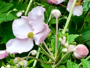 Anemone hupehensis