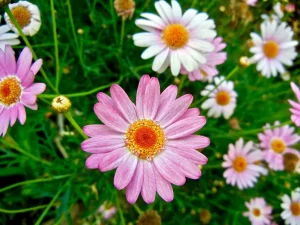 Argyranthemum frutescens Molimba® 'Pink'