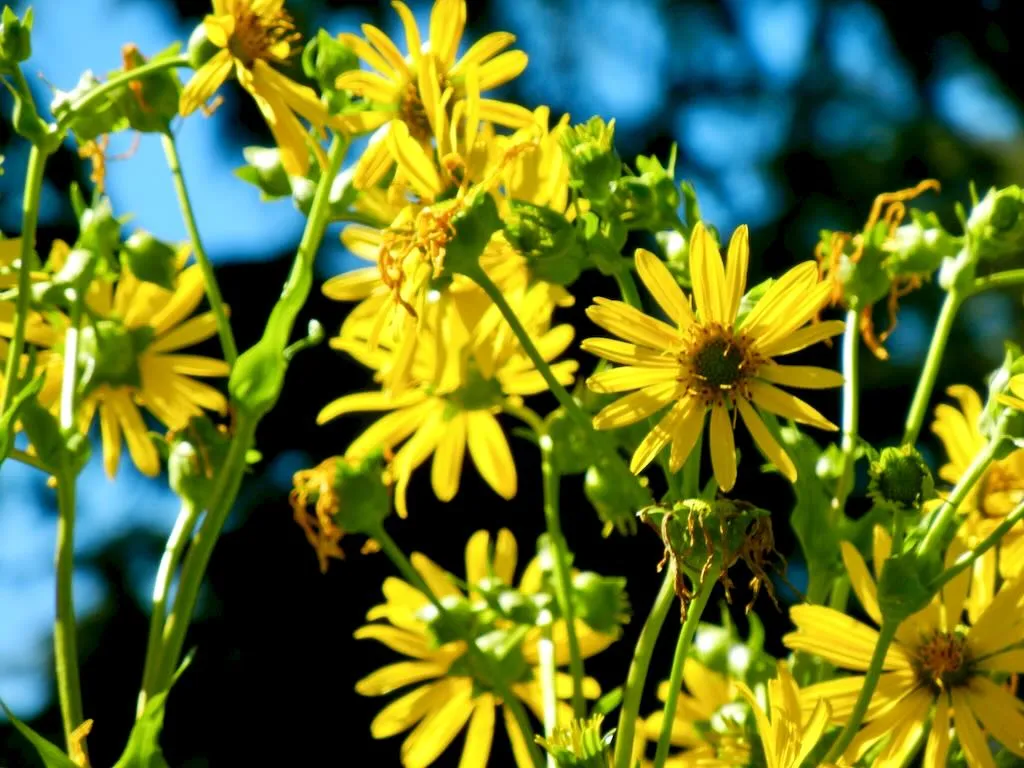Arnica mollis