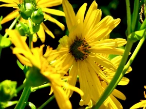Arnica mollis