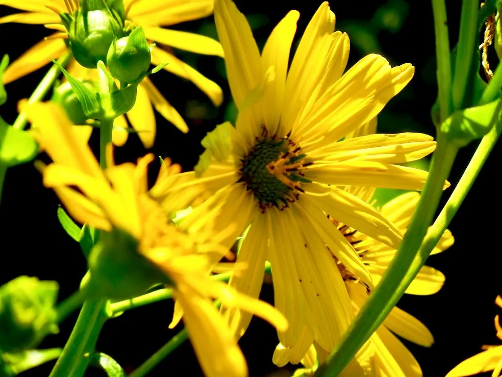 Arnica mollis