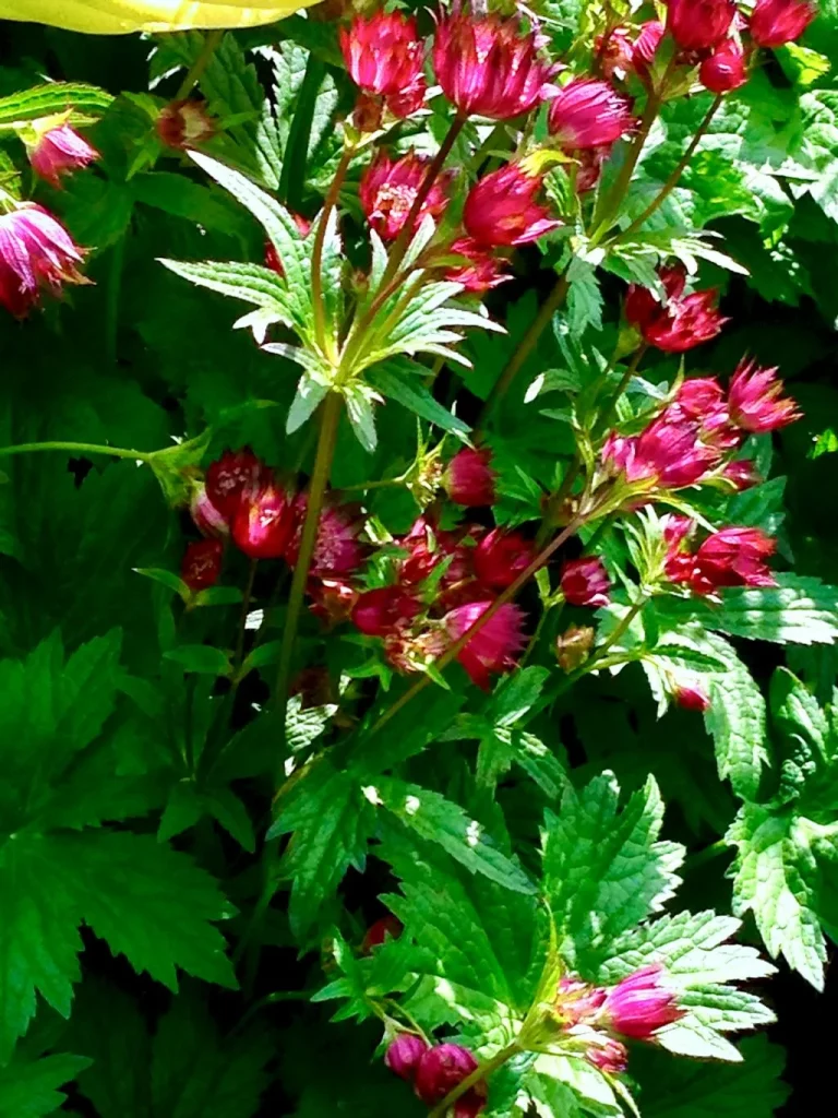 Astrantia major subsp. involucrata ‘Gill Richardson’