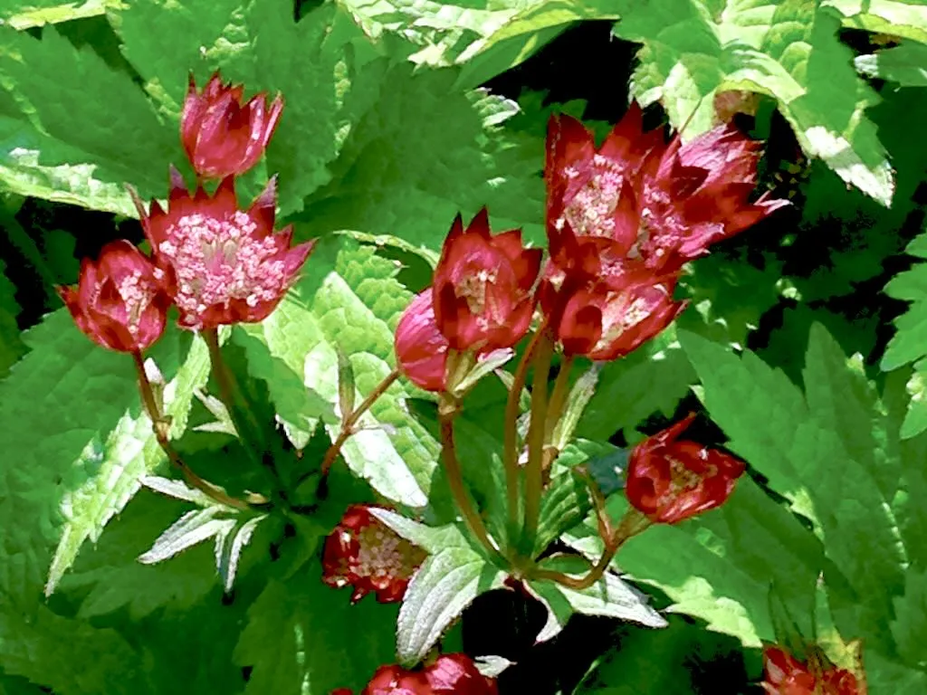 Astrantia major subsp. involucrata ‘Gill Richardson’