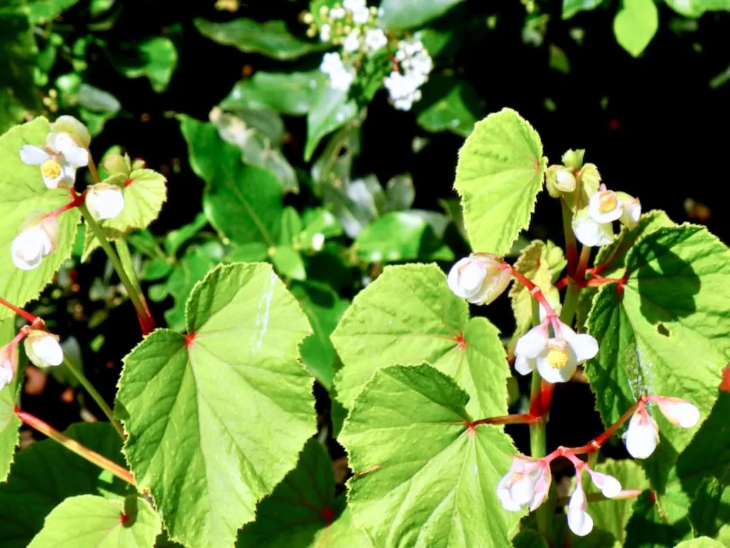 Begonia grandis - Online Flower Garden Begonia grandis