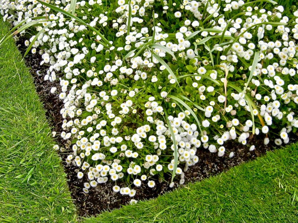 Bellis Perennis Galaxy White-1 - Online Flower Garden Bellis Perennis'Galaxy White'