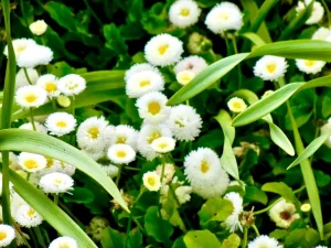 Bellis Perennis 'Galaxy White'