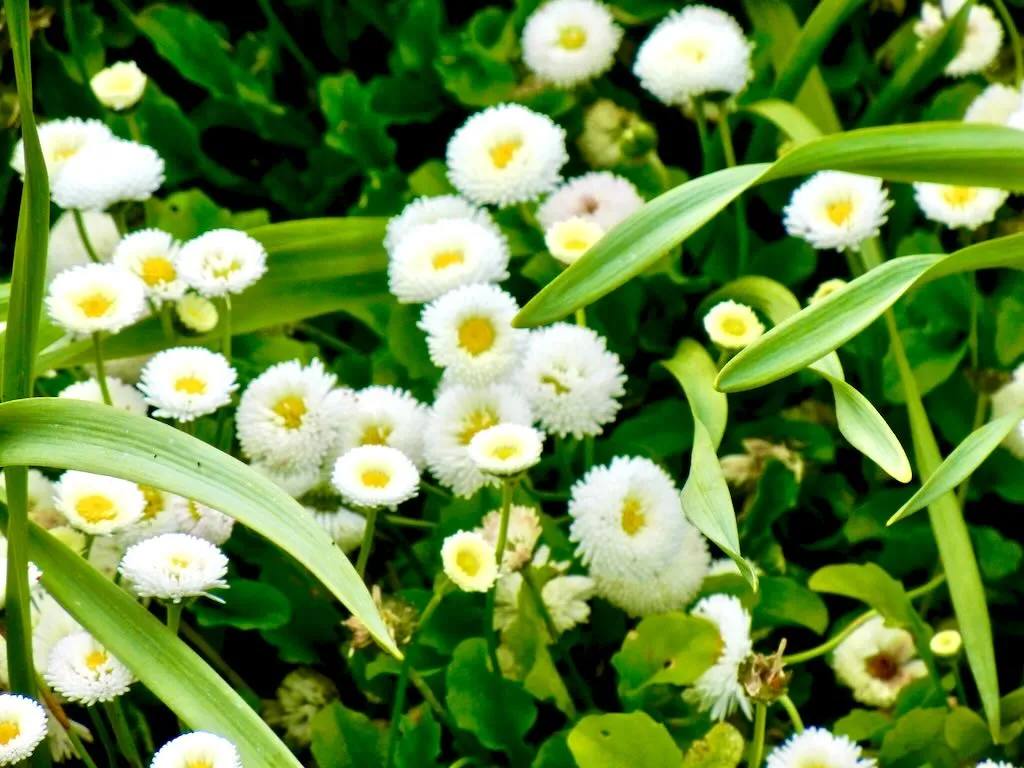 Bellis Perennis Galaxy White - Online Flower Garden Bellis Perennis 'Galaxy White'