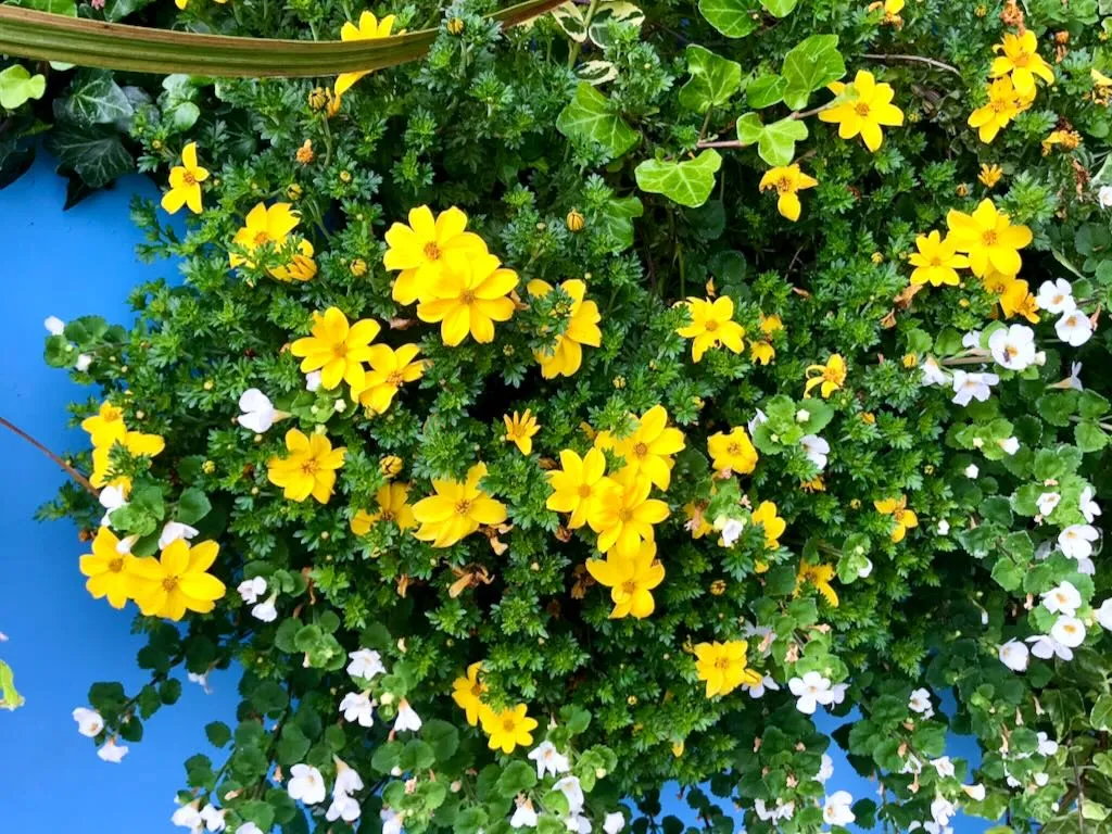 Bidens ferulifolia'Golden Goddess'