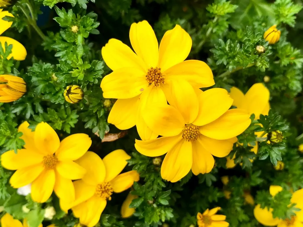 Bidens ferulifolia 'Golden Goddess'