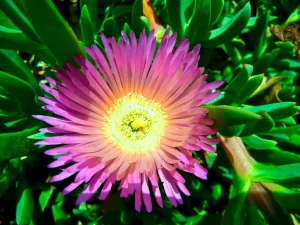 Carpobrotus edulis or Ice Plant