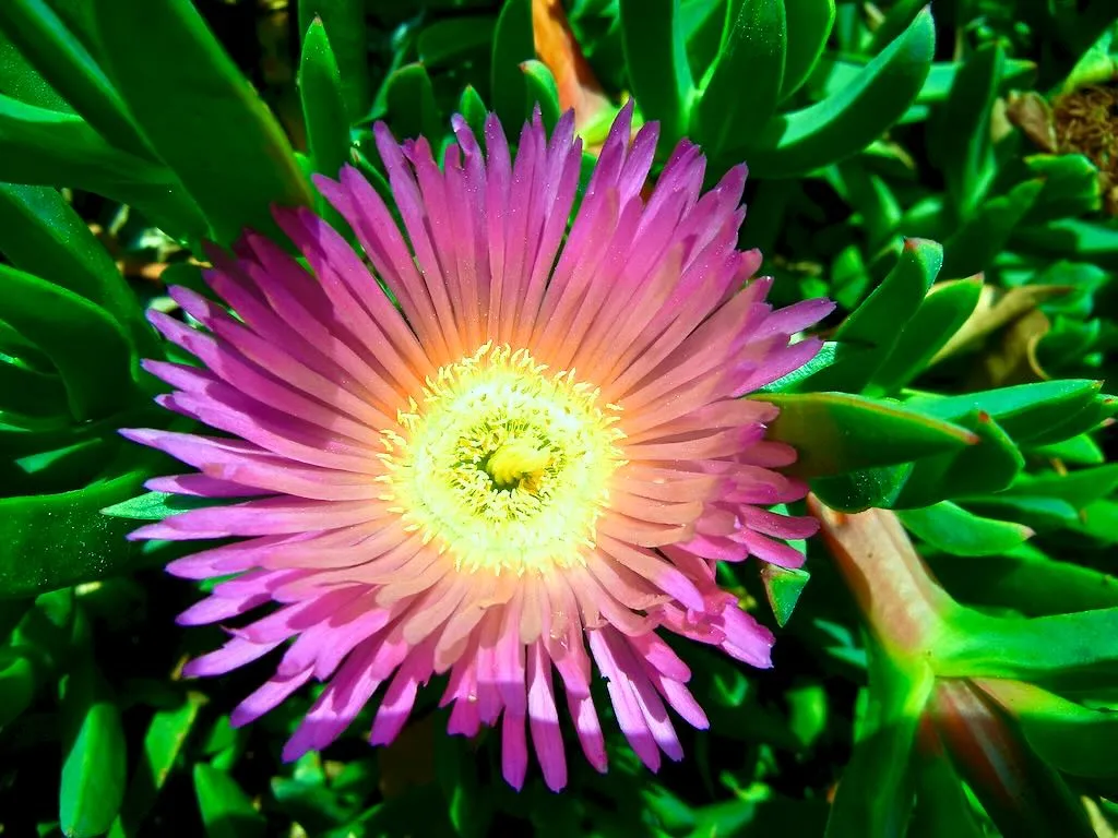 Carpobrotus edulis or Ice Plant