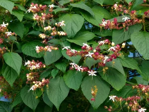 Clerodendrum trichotomum