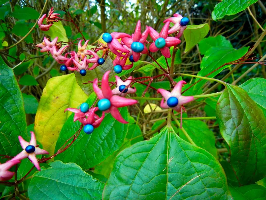 Clerodendrum trichotomum berries - Online Flower Garden Clerodendrum trichotomum