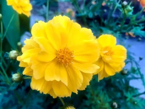 Cosmos sulphureus
