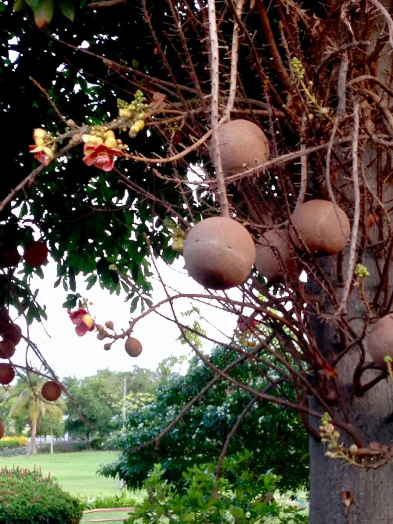 Couroupita guianensis-1 - Online Flower Garden Couroupita guianensis