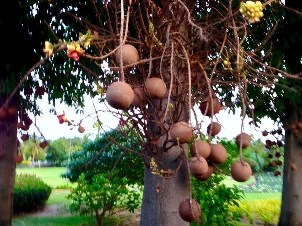 Couroupita guianensis - Online Flower Garden Couroupita guianensis