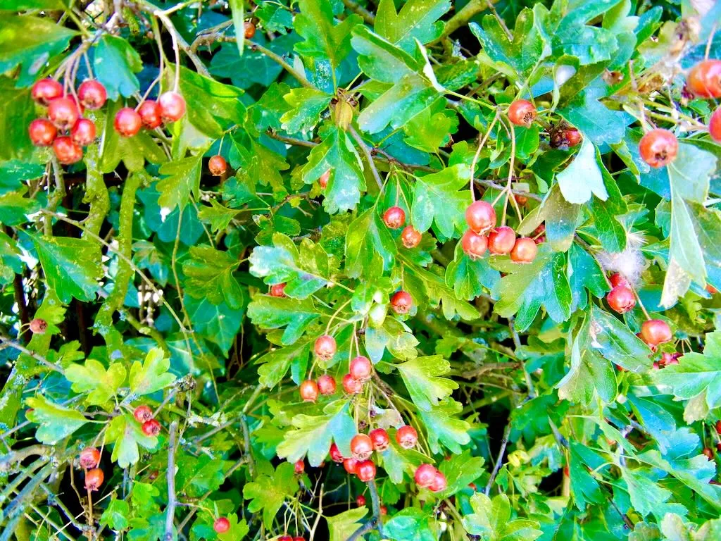 Crataegus monogyna
