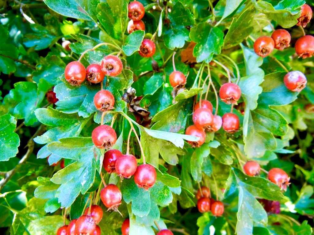 Crataegus monogyna