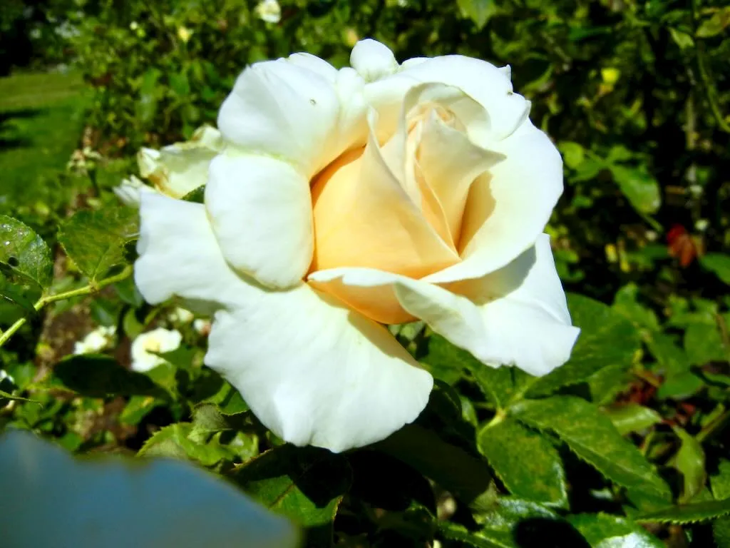 Rosa'Adrianna' at Regent's Park.