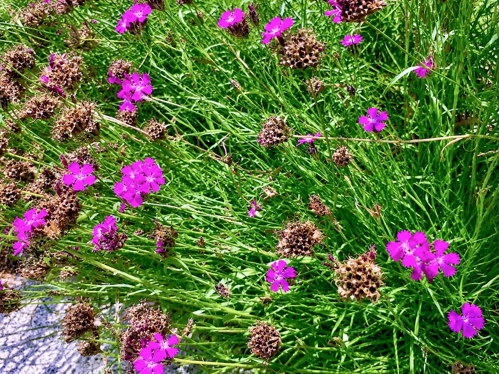 Dianthus carthusianorum-1 - Online Flower Garden Dianthus carthusianorum