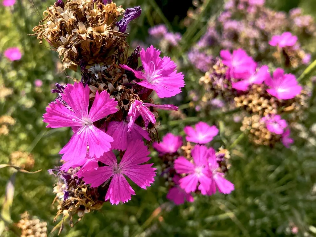Dianthus carthusianorum - Online Flower Garden Dianthus carthusianorum