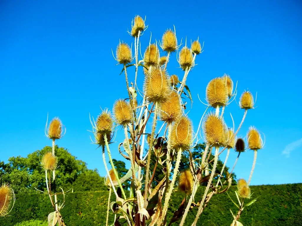Dipsacus fullonum