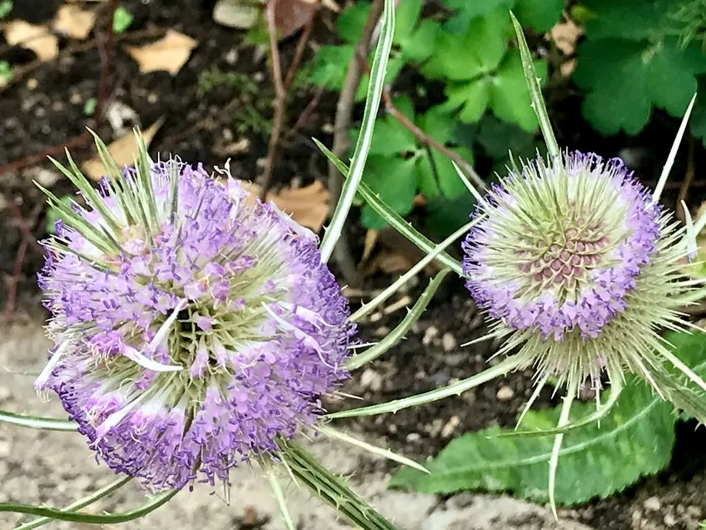 Dipsacus fullonum