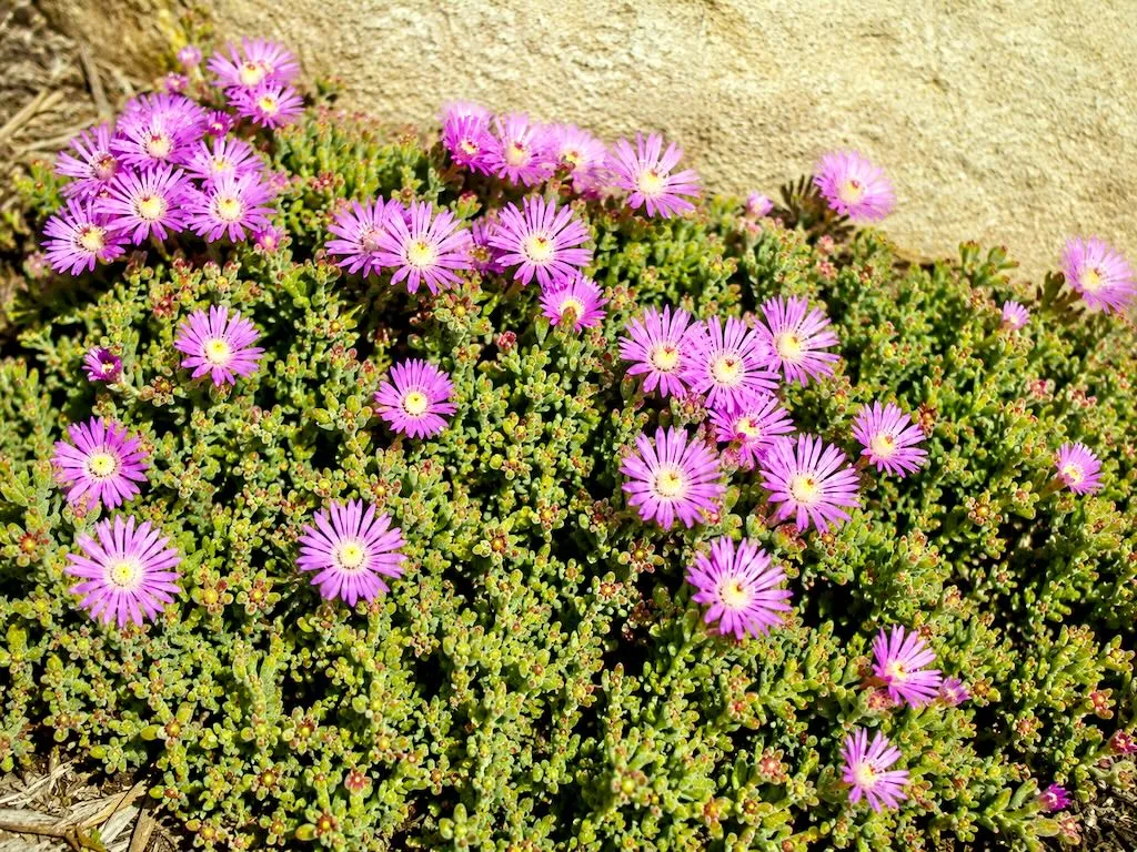 Drosanthemum floribundum