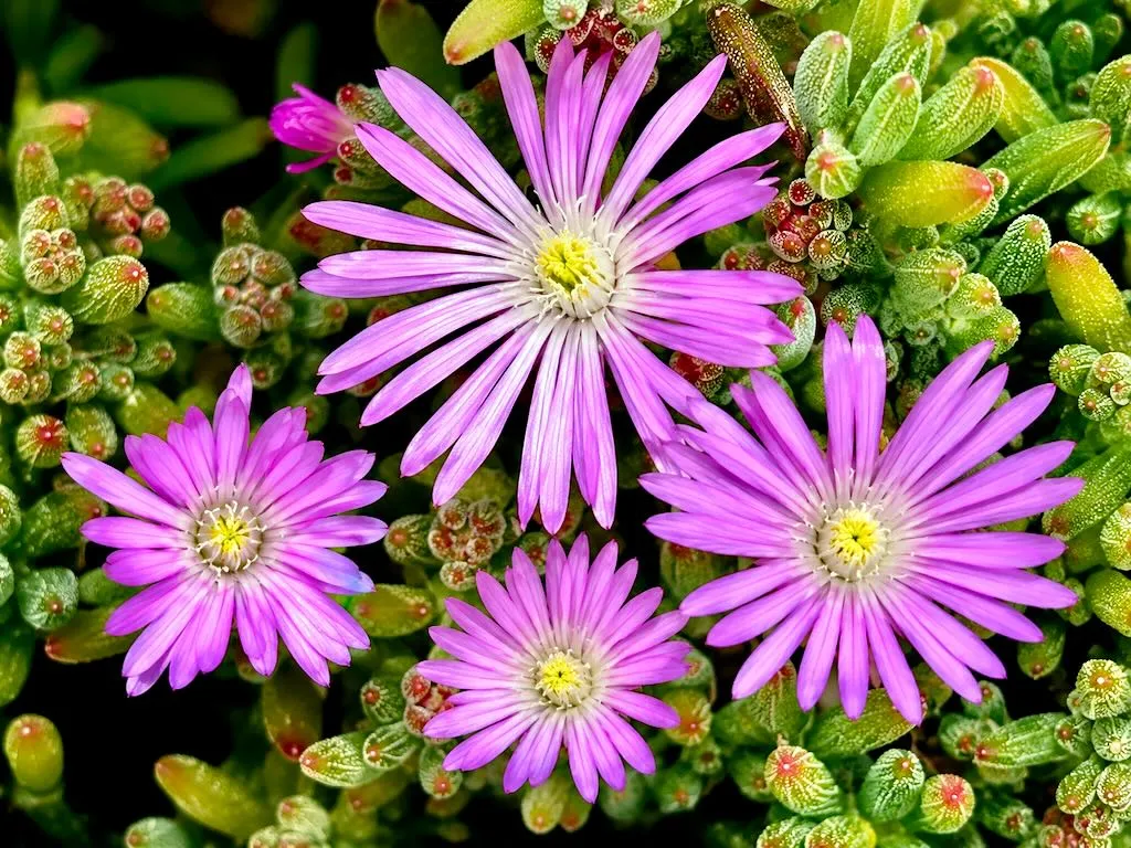 Drosanthemum floribundum - Online Flower Garden Aizoaceae Drosanthemum floribundum