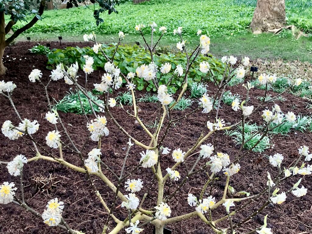 Edgeworthia chrysantha