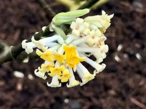 Edgeworthia chrysantha