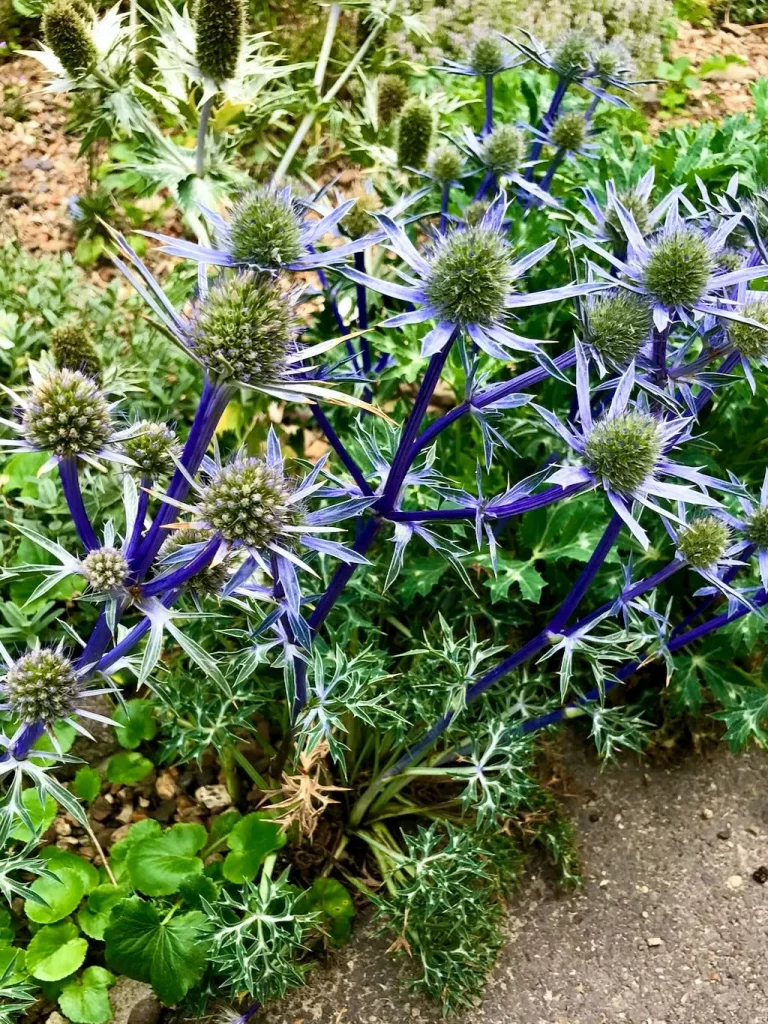 Eryngium bourgatii'Picos Blue'