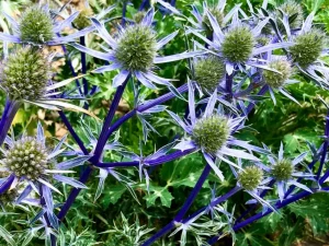 Eryngium bourgatii 'Picos Blue'