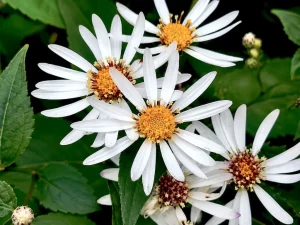 Eurybia macrophylla